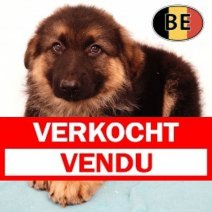 Duitse Herder 021125 M (BE6836) 090126 Verkocht - Vendu.jpg
