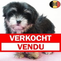 Havanezer 150925 F(BE5100) 211125 Verkocht - Vendu.jpg