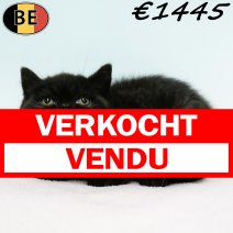 Britse Korthaar 101025 F(BE1216) 311225 verkocht - vendu.jpg