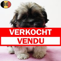 Shih Tzu 290925 F(BE1040) 031225 verkocht - vendu.jpg