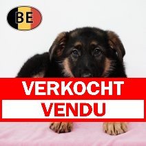 Duitse Herder 021125 F (BE1160) 090126 verkocht - vendu.jpg