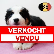Border Collie 20102025 F (BE1090) 19122025 verkocht - vendu.jpg