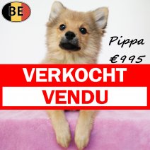 Kees Pippa 230925 F(BE4792) 040126 verkocht  - vendu.jpg