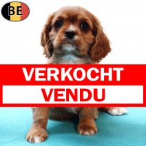 Cavalier King Charles 041125 M(BE2632) 070126 verkocht - vendu.jpg