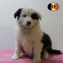 Australische Herder 161125 F (BE5331) 120126.png