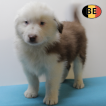 Australische Herder 161125 M (BE2082) 120126.png