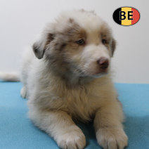 Australische Herder 161125 M (BE6617) 120126.png