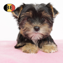 Yorkshire 291025 F (BE1100) 120126.png