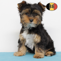 Yorkshire 291025 M (BE1099) 120126.png