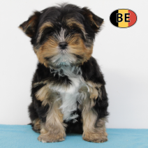 Yorkshire 291025 M (BE1266) 120126.png