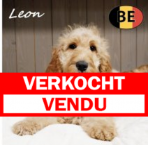 X Cockapoo 010925 M(BE1130) 110126.verkocht-vendu.png