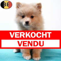 Keesje 061125 M(BE3086) 070126.verkocht-vendu.png