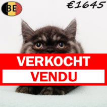 Britse Korthaar 101025 M(BE1203) 311225.verkocht-vendu.png