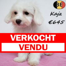 Havanezer Kaja 010725 F(BE2209) 030126.verkocht-vendu.png