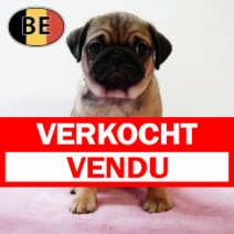 Mops 18102025 F (BE0246) 17122025.verkocht-vendu.png