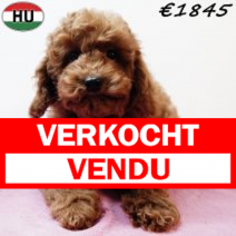 Poedel 290825 F(HU8535) 201225.verkocht-vendu.png