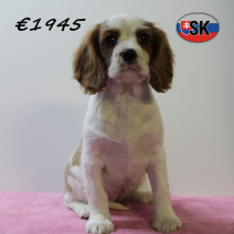 Cavalier King Charles 230925 F (SK7816) 130126.png