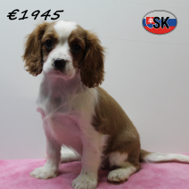 Cavalier King Charles 230925 F (SK7832) 130126.png