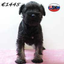 dwergschnauzer 290925 F (SK9294) 130126.png