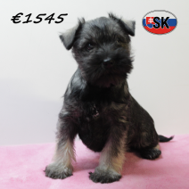 dwergschnauzer 290925 F (SK9298) 130126.png