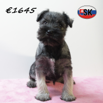 dwergschnauzer 290925 F (SK9302) 130126.png