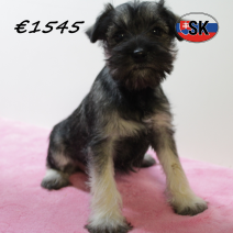 dwergschnauzer 290925 F (SK9310) 130126.png