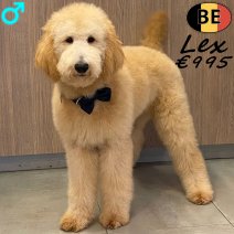 Koningspoedel Lex 100725 M(BE1253) 140126.jpg