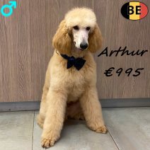 Koningspoedel Arthur 100725 M(BE1242) 140126.jpg