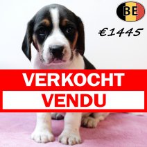 Beagle 151125 F(BE1219) 231225 verkocht - vendu.jpg