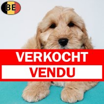 Cockapoo 121025 M(BE1098) 030126 verkocht - vendu.jpg