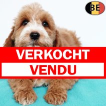 Cockapoo 121025 M(BE1105) 030126 verkocht - vendu.jpg