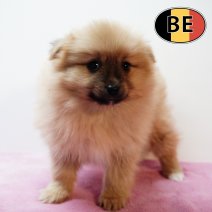 Keesje 191125 F (BE0851) 140126.JPG