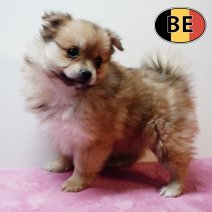 Keesje 191125 F (BE1210) 140126.JPG