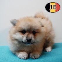 Keesje 191125 M (BE1162) 140126.JPG