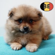 Keesje 191125 M (BE1178) 140126.JPG