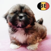 Lhasa Apso 191125 F (BE1152) 140126.JPG