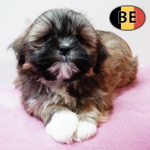 Lhasa Apso 191125 F (BE1194) 140126.JPG