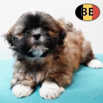 Lhasa Apso 191125 M (BE1155) 140126.JPG