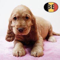 Engelse Cocker 161125 F(BE9455)  140126.JPG