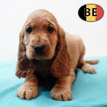 Engelse Cocker 161125 M(BE3285)  140126.JPG