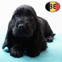 Engelse Cocker 171125 M(BE6786)  140126.JPG