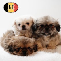 Pekingees 171125 M (BE)  140126.JPG