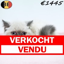 Britse Korthaar 101025 F(BE1223) 311225 verkocht - vendu.jpg