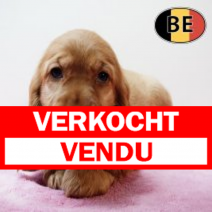 Engelse Cocker 161125 F(BE2451)  140126.verkocht-vendu.png