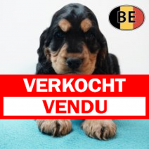 Engelse Cocker 171125 M(BE1175)  140126.verkocht-vendu.png
