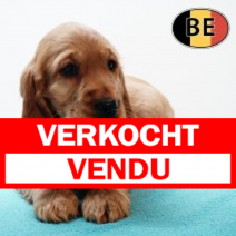 Engelse Cocker 161125 M(BE2471)  140126.verkocht-vendu.png
