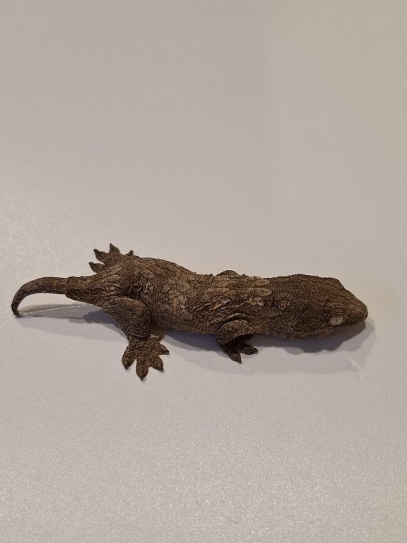 Rhacodactylus leachianus