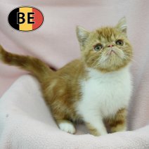 Exotic 131025 F (BE1187) 160126.JPG