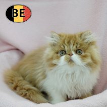 Exotic 131025 F (BE1212) 160126.JPG