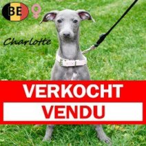 Italiaanse Windhond 080725 F(BE4840) 311025 Verkocht - Vendu.jpg